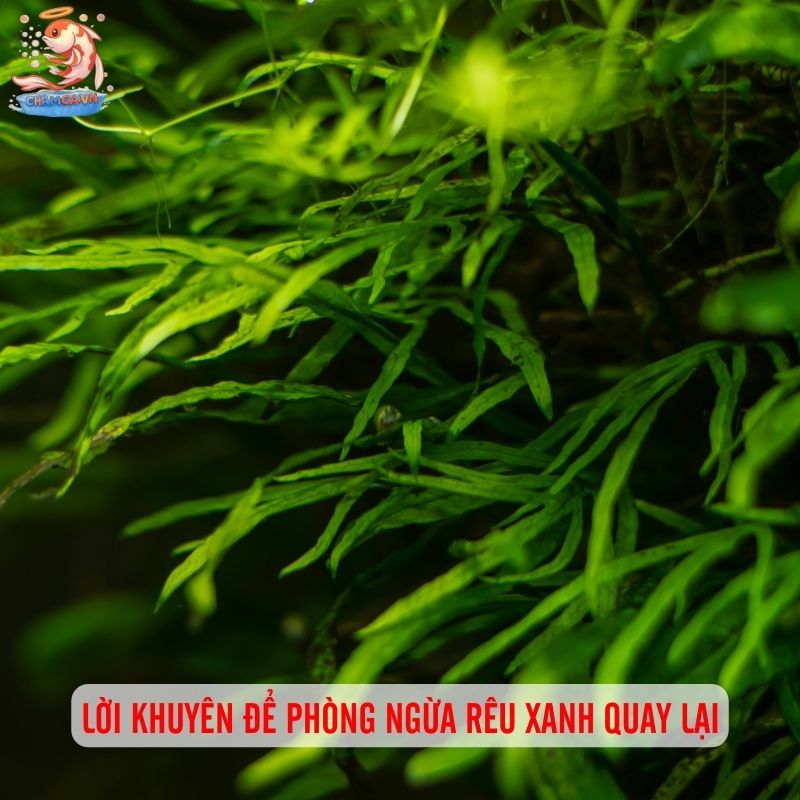 Bí Quyết Xử Lý Hồ Cá Bị Rêu Xanh Đơn Giản & Không Tái Phát 4 Lời khuyên để phòng ngừa rêu xanh quay lại