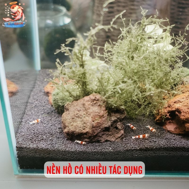 Nền Hồ Cá Thuỷ Sinh Tốt Nhất Dành Cho Các Nhu Cầu 1 Nền hồ vừa tăng tính thẩm mỹ vừa ổn định môi trường