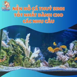 Nền Hồ Cá Thuỷ Sinh Tốt Nhất Dành Cho Các Nhu Cầu