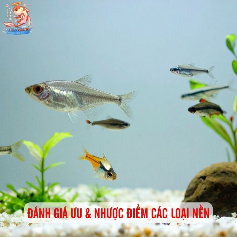 Nền Hồ Cá Thuỷ Sinh Tốt Nhất Dành Cho Các Nhu Cầu 3 Đánh giá ưu & nhược điểm các loại nền khác nhau