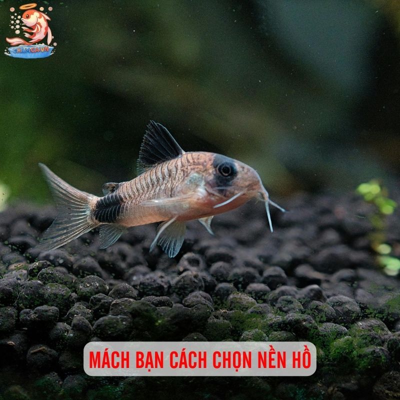 Nền Hồ Cá Thuỷ Sinh Tốt Nhất Dành Cho Các Nhu Cầu 4 Mách bạn cách chọn nền hồ