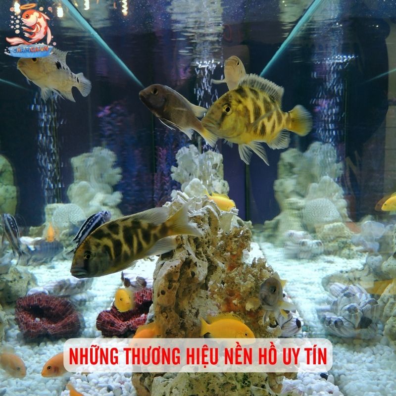 Nền Hồ Cá Thuỷ Sinh Tốt Nhất Dành Cho Các Nhu Cầu 5 Những thương hiệu nền hồ uy tín