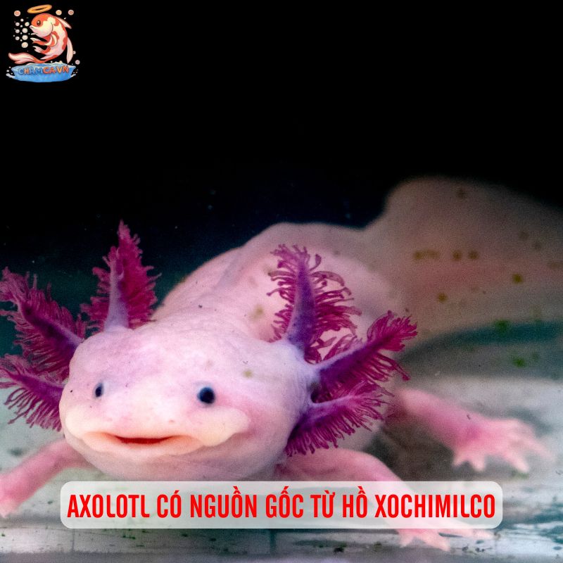 Bí Quyết Nuôi Cá Axolotl - Loài Quái Vật Nước Có 1-0-2 1 Axolotl có nguồn gốc từ hồ Xochimilco