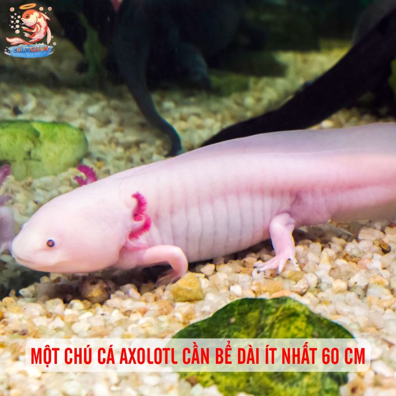 Bí Quyết Nuôi Cá Axolotl - Loài Quái Vật Nước Có 1-0-2 2 Một chú cá Axolotl cần bể dài ít nhất 60 cm