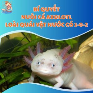 Bí Quyết Nuôi Cá Axolotl - Loài Quái Vật Nước Có 1-0-2