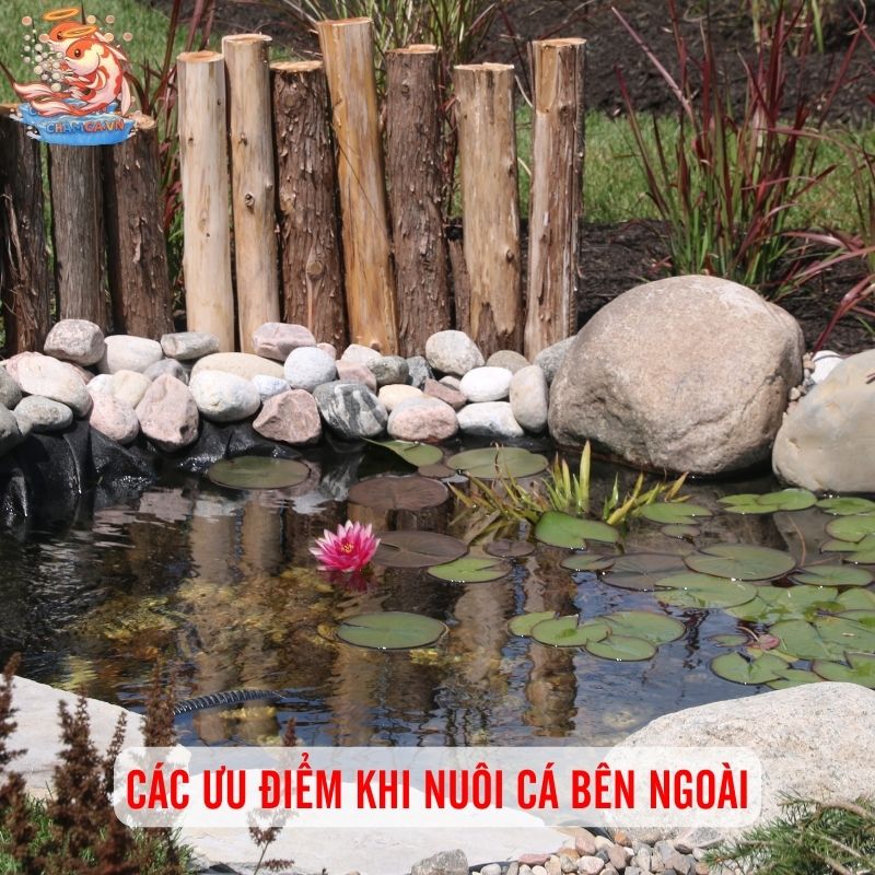 Nuôi Cá Ngoài Trời - Ưu Nhược Điểm Cần Cân Nhắc 2 Các ưu điểm khi nuôi cá bên ngoài