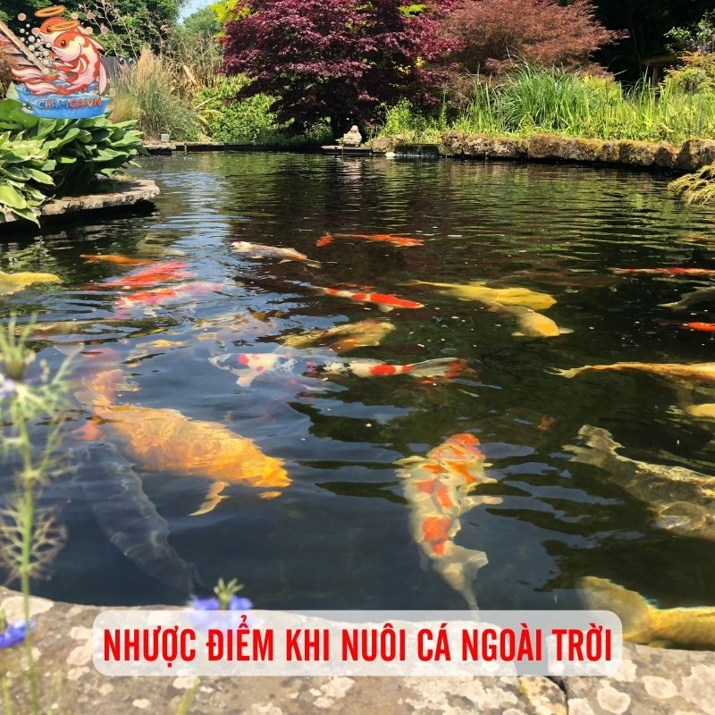 Nuôi Cá Ngoài Trời - Ưu Nhược Điểm Cần Cân Nhắc 3 Nhược điểm khi nuôi cá ngoài trời