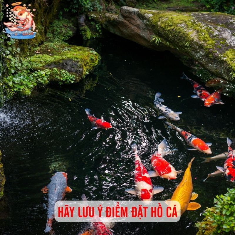 Nuôi Cá Ngoài Trời - Ưu Nhược Điểm Cần Cân Nhắc 4 Hãy lưu ý điểm đặt hồ cá