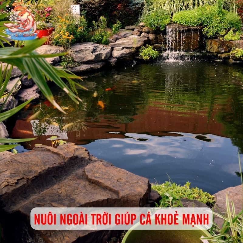 Nuôi Cá Ngoài Trời - Ưu Nhược Điểm Cần Cân Nhắc 1 Nuôi ngoài trời giúp cá khoẻ mạnh
