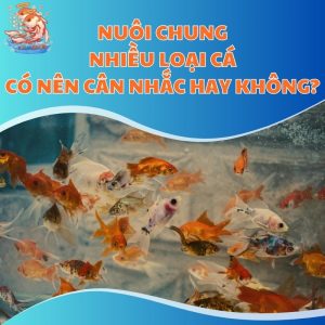 Nuôi Chung Nhiều Loại Cá Có Nên Cân Nhắc Hay Không?