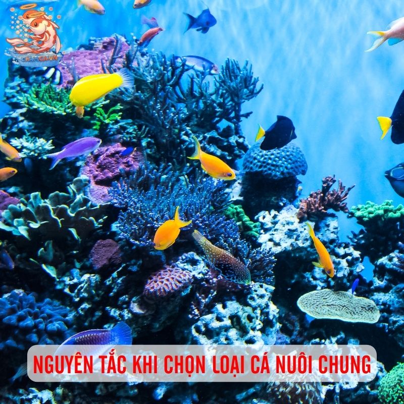 Nuôi Chung Nhiều Loại Cá Có Nên Cân Nhắc Hay Không? 3 Nguyên tắc khi chọn loại cá nuôi chung