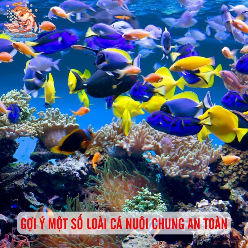 Nuôi Chung Nhiều Loại Cá Có Nên Cân Nhắc Hay Không? 4 Gợi ý một số loài cá có thể nuôi chung an toàn