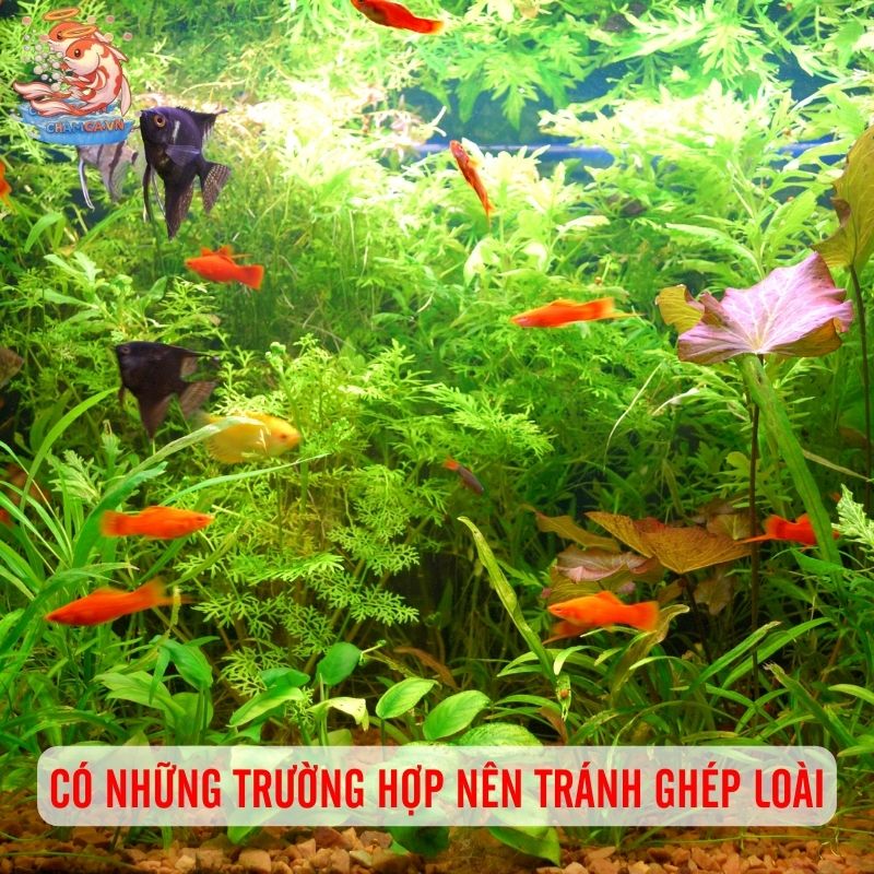 Nuôi Chung Nhiều Loại Cá Có Nên Cân Nhắc Hay Không? 5 Có những trường hợp nên tránh ghép loài