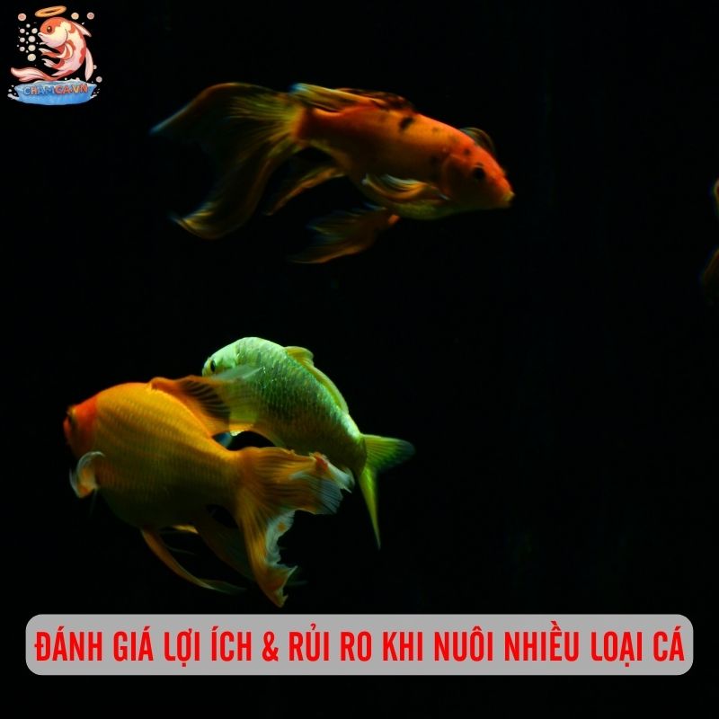 MIX Nhiều Loại Cá Chung 1 Hồ Cá Cảnh 1 Đánh giá lợi ích & rủi ro khi nuôi nhiều loại cá