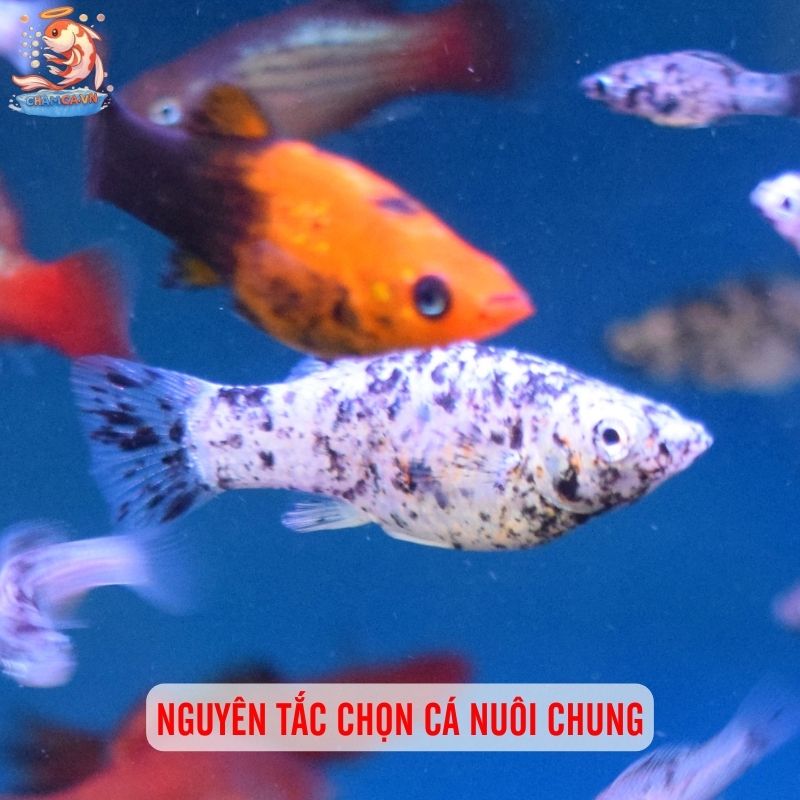 MIX Nhiều Loại Cá Chung 1 Hồ Cá Cảnh 2 Nguyên tắc chọn cá nuôi chung