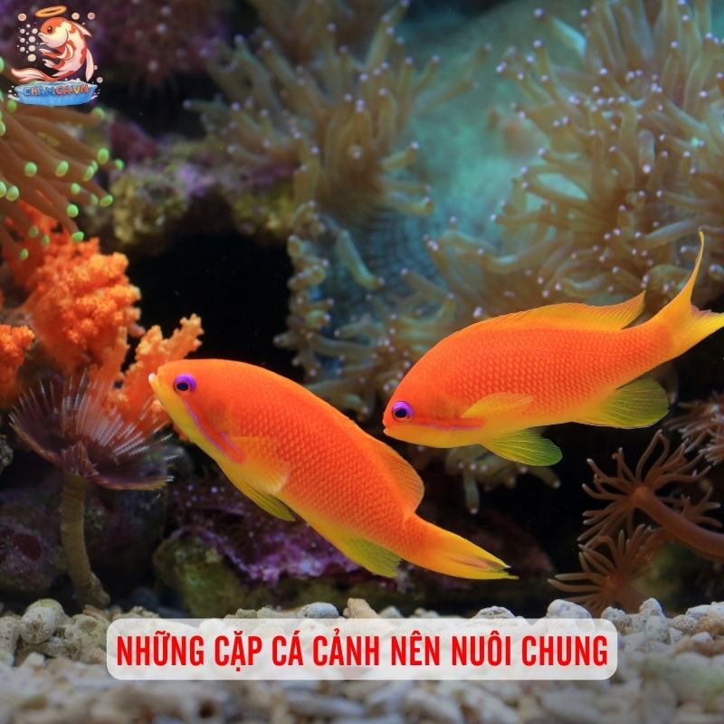 MIX Nhiều Loại Cá Chung 1 Hồ Cá Cảnh 3 Những cặp cá cảnh nên nuôi chung
