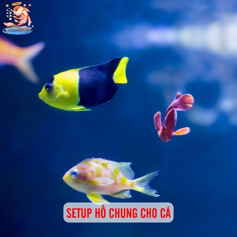 MIX Nhiều Loại Cá Chung 1 Hồ Cá Cảnh 4 Setup hồ chung cho cá