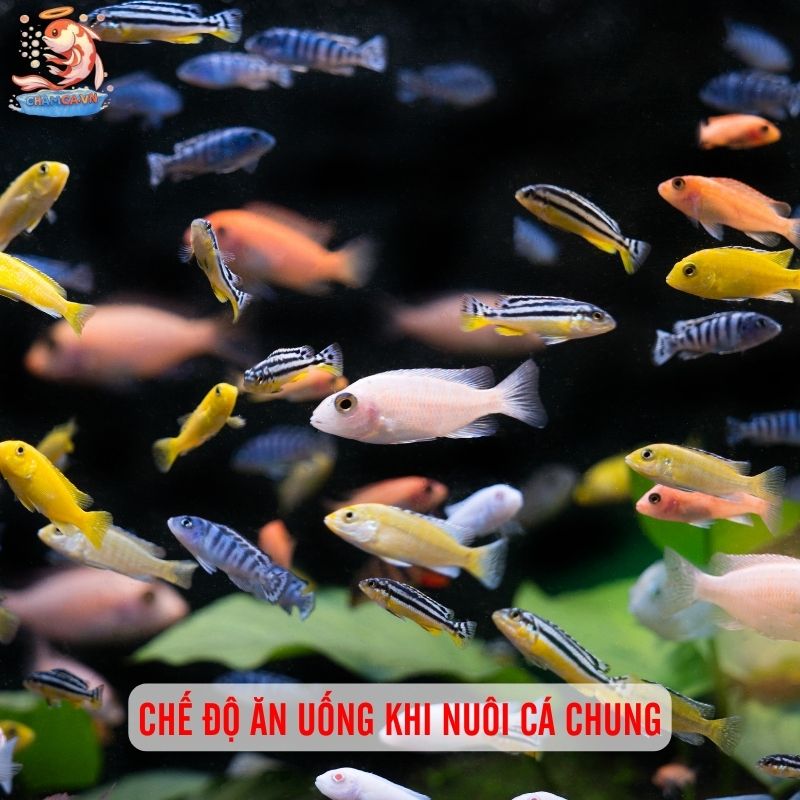 MIX Nhiều Loại Cá Chung 1 Hồ Cá Cảnh 5 Chế độ ăn uống khi nuôi cá chung