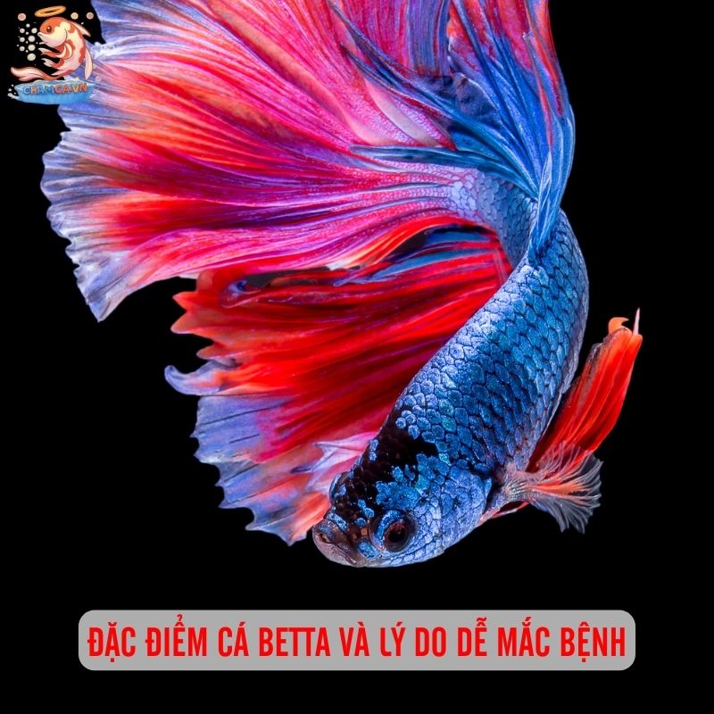 Phòng Bệnh Cho Cá Betta Hiệu Quả Nhất & Lưu Ý Khi Nuôi 1 Đặc điểm cá Betta và lý do dễ mắc bệnh