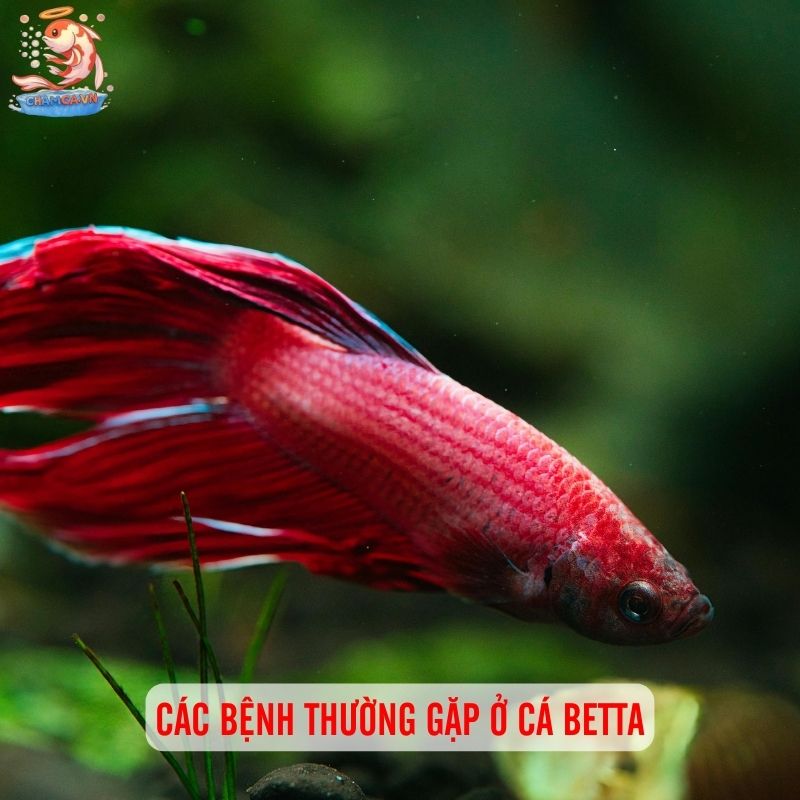 Phòng Bệnh Cho Cá Betta Hiệu Quả Nhất & Lưu Ý Khi Nuôi 2 Các bệnh thường gặp ở cá Betta