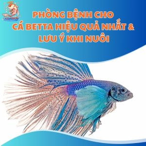 Phòng Bệnh Cho Cá Betta Hiệu Quả Nhất & Lưu Ý Khi Nuôi