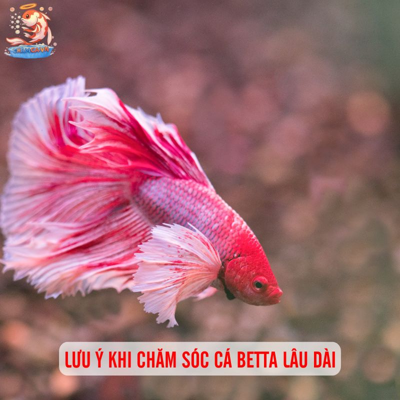 Phòng Bệnh Cho Cá Betta Hiệu Quả Nhất & Lưu Ý Khi Nuôi 4 Lưu ý khi chăm sóc cá Betta lâu dài