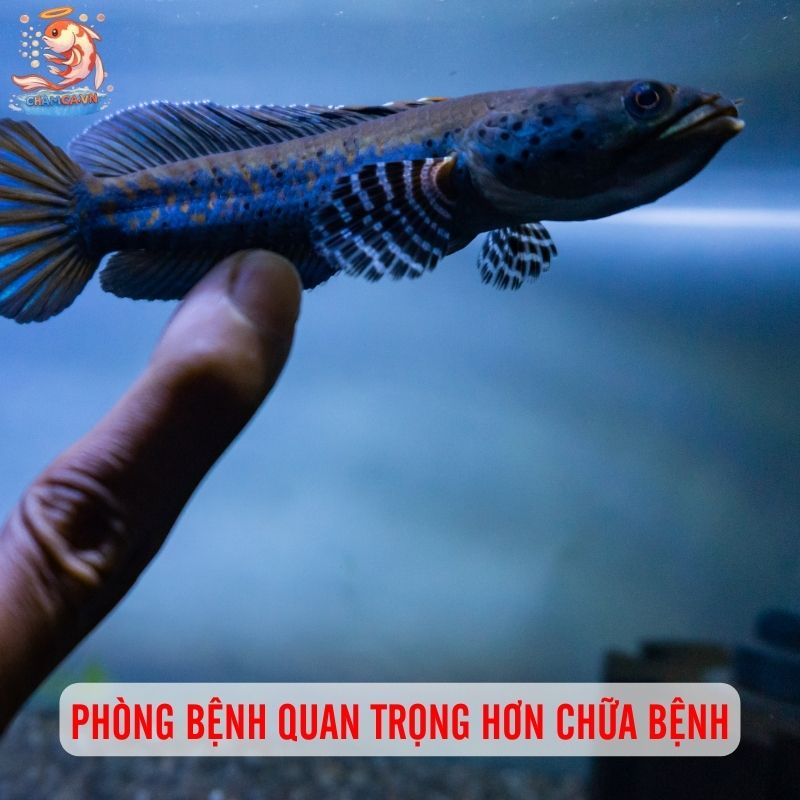 Phòng Bệnh Cho Cá Lóc Cảnh: Bí Quyết Giữ Cá Luôn Khỏe Và Đẹp 1 Phòng bệnh quan trọng hơn chữa bệnh