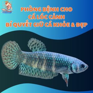 Phòng Bệnh Cho Cá Lóc Cảnh: Bí Quyết Giữ Cá Luôn Khỏe Và Đẹp