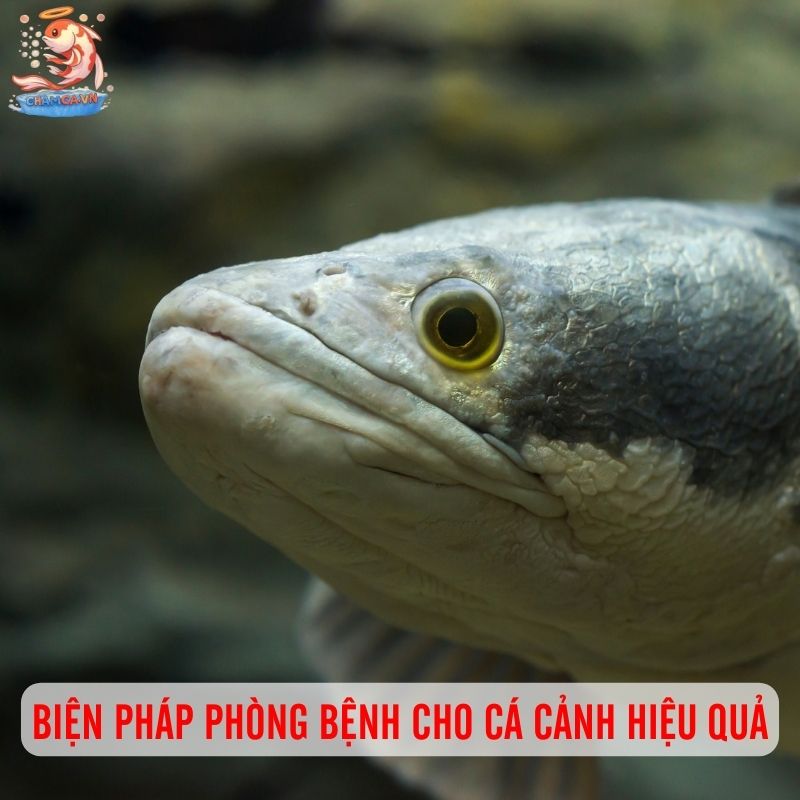 Phòng Bệnh Cho Cá Lóc Cảnh: Bí Quyết Giữ Cá Luôn Khỏe Và Đẹp 3 Biện pháp phòng bệnh cho cá cảnh hiệu quả
