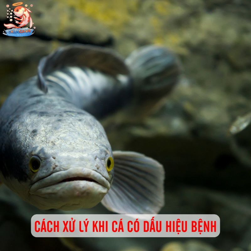 Phòng Bệnh Cho Cá Lóc Cảnh: Bí Quyết Giữ Cá Luôn Khỏe Và Đẹp 4 Cách xử lý khi cá có dấu hiệu bệnh