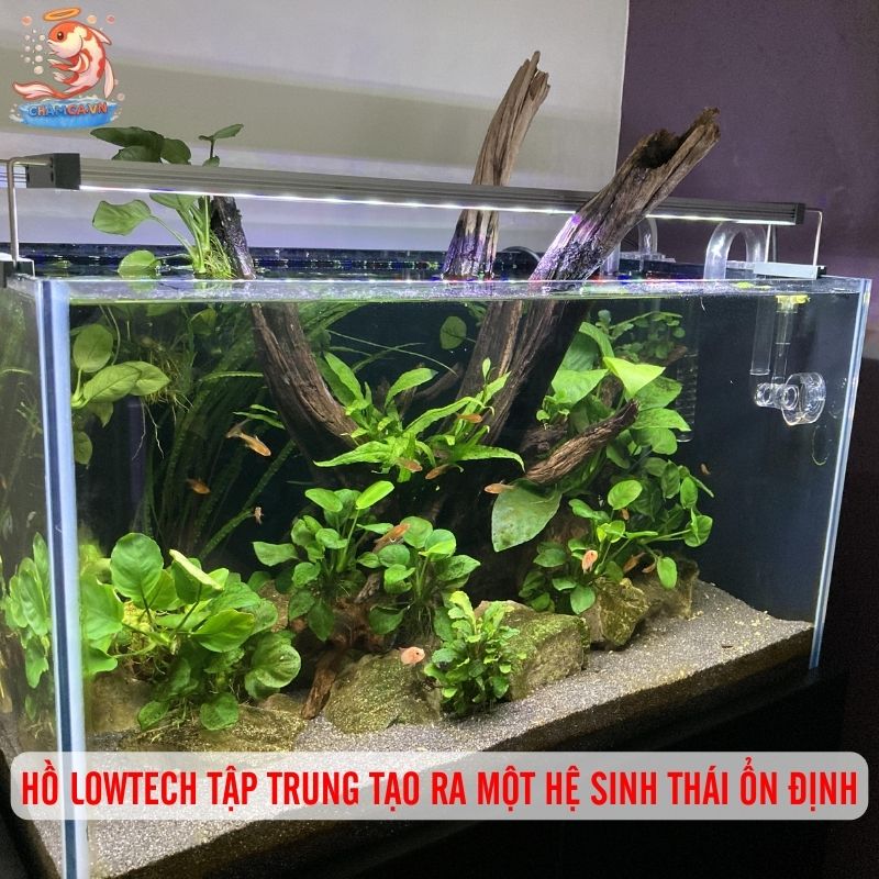 Setup Hồ Thuỷ Sinh Lowtech - Giải Pháp Tiết Kiệm Cho Người Mới 1 Hồ lowtech tập trung tạo ra một hệ sinh thái ổn định