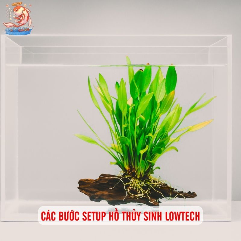 Setup Hồ Thuỷ Sinh Lowtech - Giải Pháp Tiết Kiệm Cho Người Mới 2 Các bước setup hồ thủy sinh lowtech