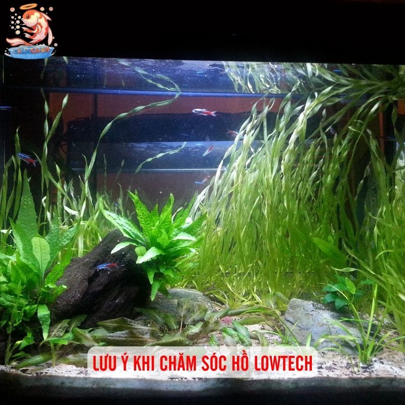 Setup Hồ Thuỷ Sinh Lowtech - Giải Pháp Tiết Kiệm Cho Người Mới 3 Lưu ý khi chăm sóc hồ lowtech