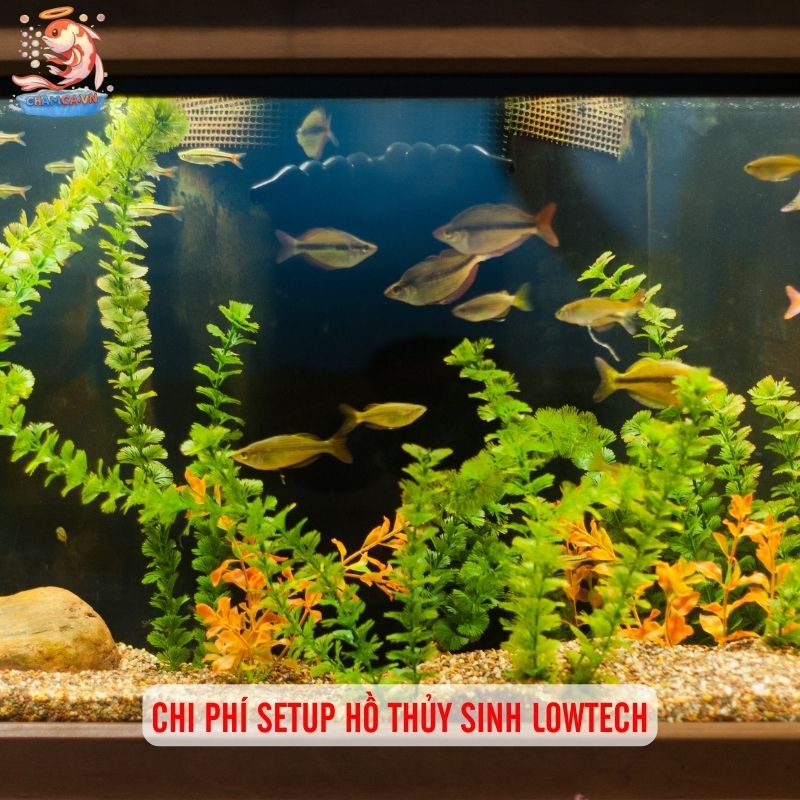 Setup Hồ Thuỷ Sinh Lowtech - Giải Pháp Tiết Kiệm Cho Người Mới 4 Chi phí setup hồ thủy sinh lowtech