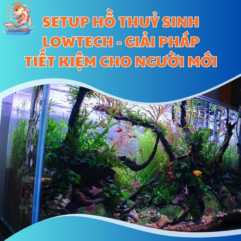 Setup Hồ Thuỷ Sinh Lowtech - Giải Pháp Tiết Kiệm Cho Người Mới
