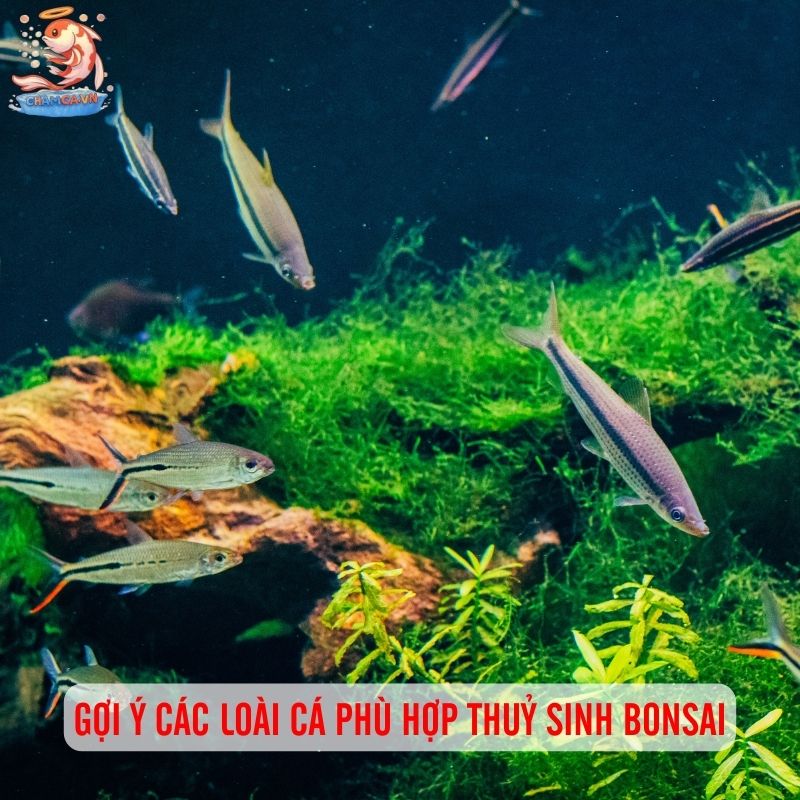 Thuỷ Sinh Bonsai - Không Gian Nghệ Thuật Trong Bể Cá 3 Gợi ý các loài cá phù hợp thuỷ sinh Bonsai