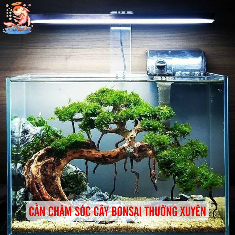 Thuỷ Sinh Bonsai - Không Gian Nghệ Thuật Trong Bể Cá 4 Cần chăm sóc cây bonsai thường xuyên