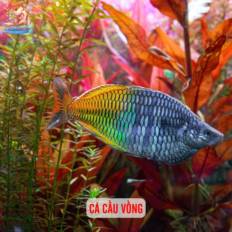 Khám Phá Bí Mật Tính Cách Qua Loài Cá Yêu Thích Của Bạn 9 Cá Cầu Vồng