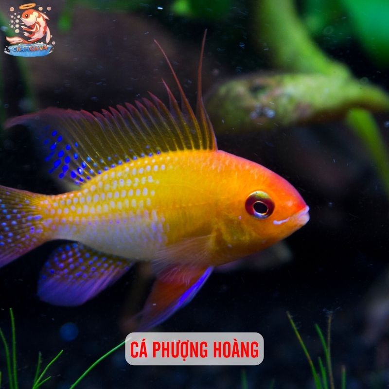 Khám Phá Bí Mật Tính Cách Qua Loài Cá Yêu Thích Của Bạn 1 Cá Phượng Hoàng
