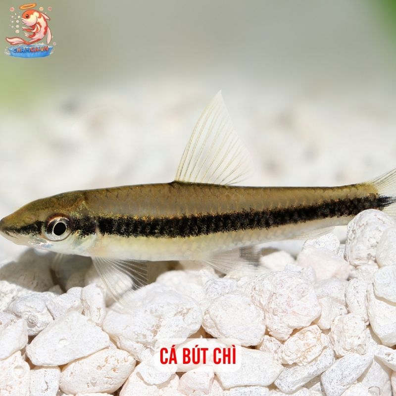 Khám Phá Bí Mật Tính Cách Qua Loài Cá Yêu Thích Của Bạn 2 Cá Bút Chì