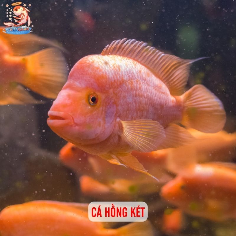 Khám Phá Bí Mật Tính Cách Qua Loài Cá Yêu Thích Của Bạn 4 Cá Hồng Két