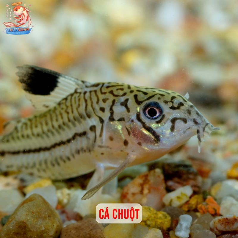 Khám Phá Bí Mật Tính Cách Qua Loài Cá Yêu Thích Của Bạn 5 Cá Chuột