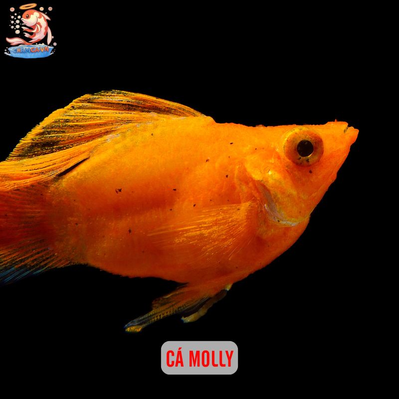 Khám Phá Bí Mật Tính Cách Qua Loài Cá Yêu Thích Của Bạn 6 Cá Molly