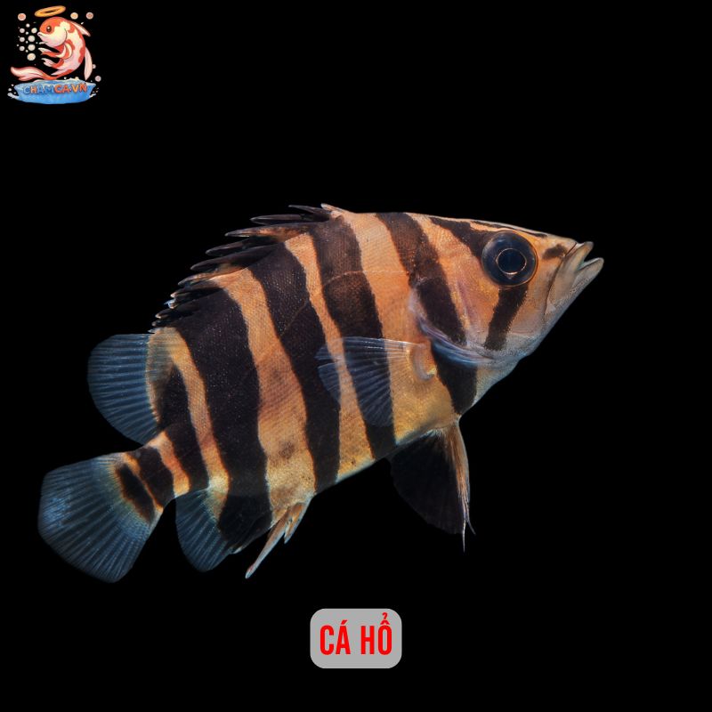 Khám Phá Bí Mật Tính Cách Qua Loài Cá Yêu Thích Của Bạn 7 Cá Hổ