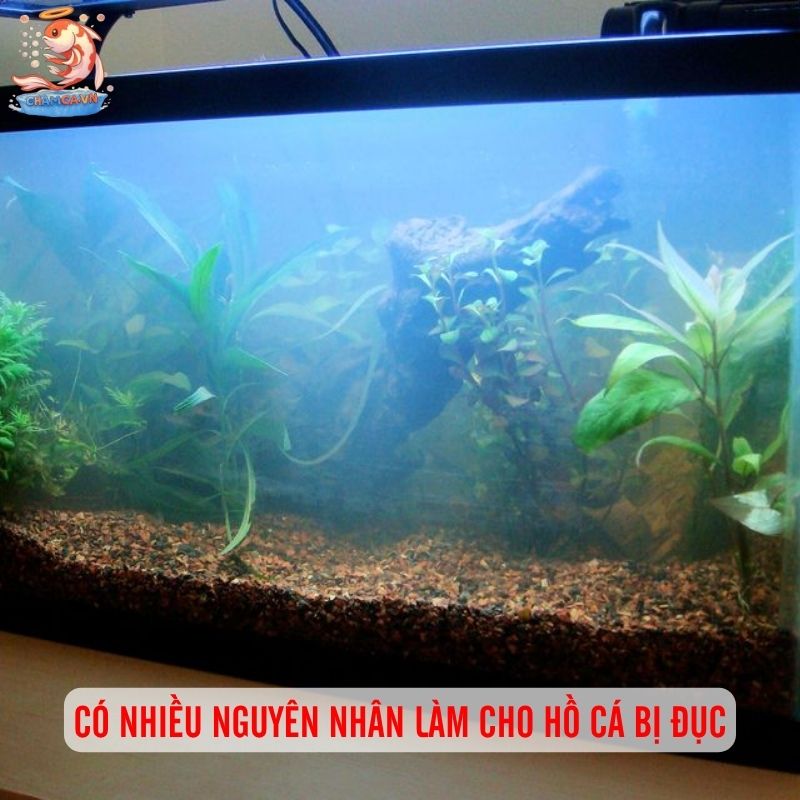 Cách Xử Lý Hồ Cá Bị Đục Nước - Giữ Hồ Luôn Trong Sạch 1 Có nhiều nguyên nhân làm cho hồ cá bị đục