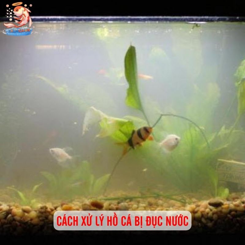 Cách Xử Lý Hồ Cá Bị Đục Nước - Giữ Hồ Luôn Trong Sạch 2 Cách xử lý hồ cá bị đục nước