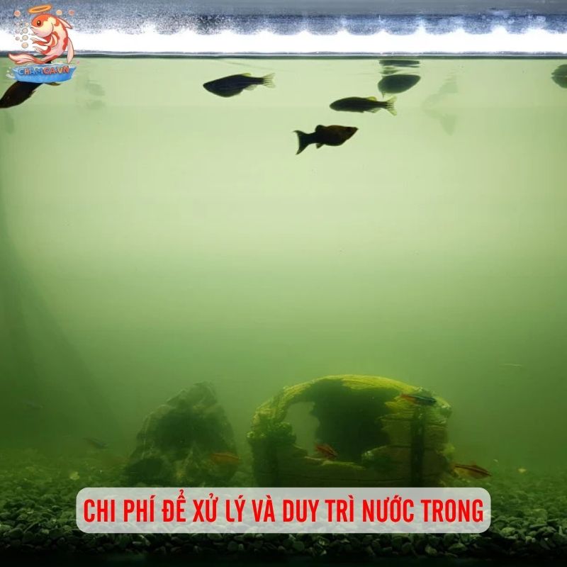 Cách Xử Lý Hồ Cá Bị Đục Nước - Giữ Hồ Luôn Trong Sạch 4 Chi phí để xử lý và duy trì nước trong