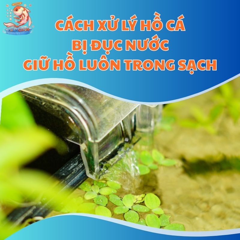 Cách Xử Lý Hồ Cá Bị Đục Nước - Giữ Hồ Luôn Trong Sạch