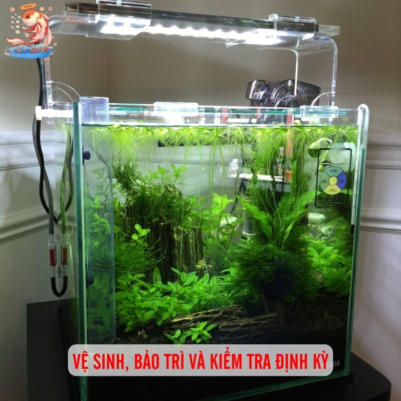 Bố Trí Ống In - Out Hồ Thuỷ Sinh Để Nước Trong & Cây Khoẻ 4 Vệ sinh, bảo trì và kiểm tra định kỳ