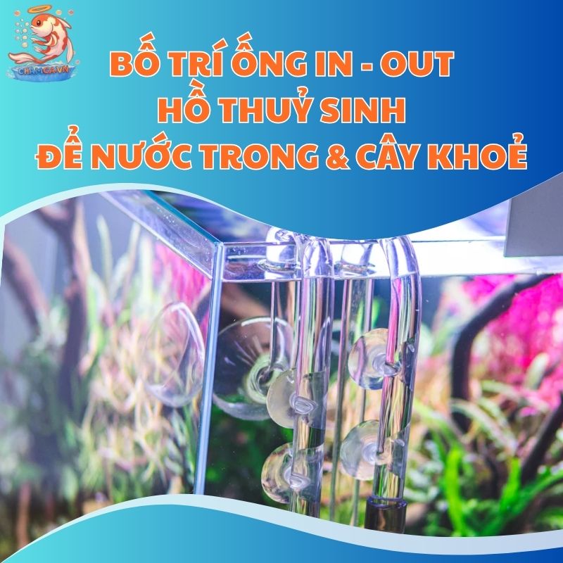 Bố Trí Ống In - Out Hồ Thuỷ Sinh Để Nước Trong & Cây Khoẻ